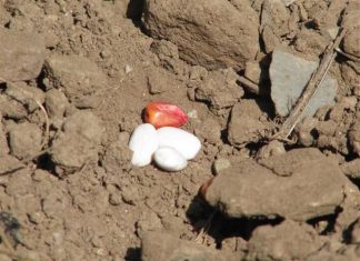 Започна овогодинешната сеидба во Подгорци.