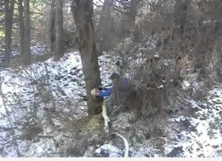 Што се крие зад заедничката дрвокражба во Подгорци ..???
