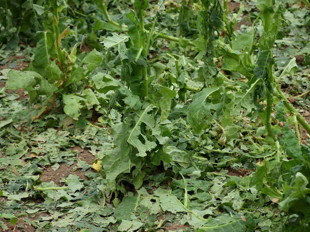 steti-nevreme-tutun