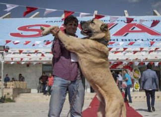 Турското куче Кангал, најсилното и најбараното овчарско куче во светот