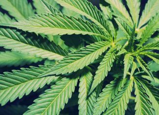 Започна легалната продажба на марихуана во Канада