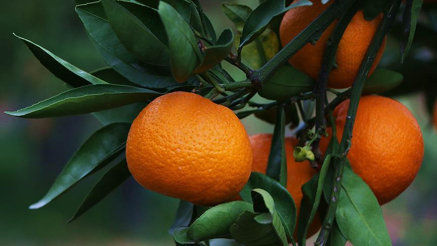 Mandarina