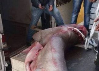 Во близина на Драч уловена ајкула тешка 340 килограми