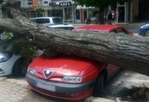 Липа падна врз автомобил на паркинг во центарот на Охрид (Фото/Видео)