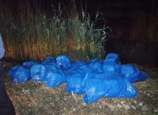 Струга: Пронајдена марихуана во близина на село Калишта