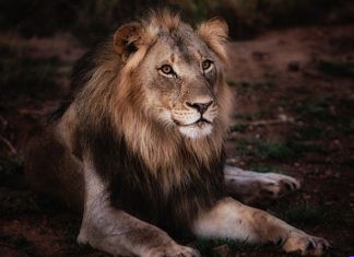 5 Best Insider Tricks to Help Wild-Animal