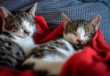 Cats may have ‘attachment styles’ that mirror people’s