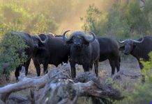 Save the all Animal