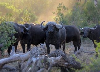 Save the all Animal
