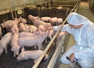 Африканска чума откриена кај свињи во Грција. Засилени контроли на граница