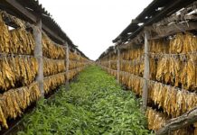 Почна откупот на тутунот, тутунарите очекуваат добра цена поради квалитетниот род