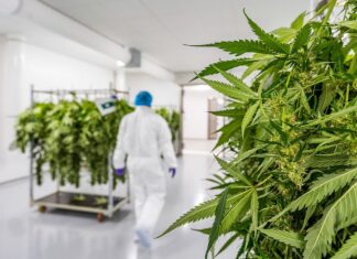 Вевчани ќе добие фабрика за производство на медицински канабис и 50-тина вработувања