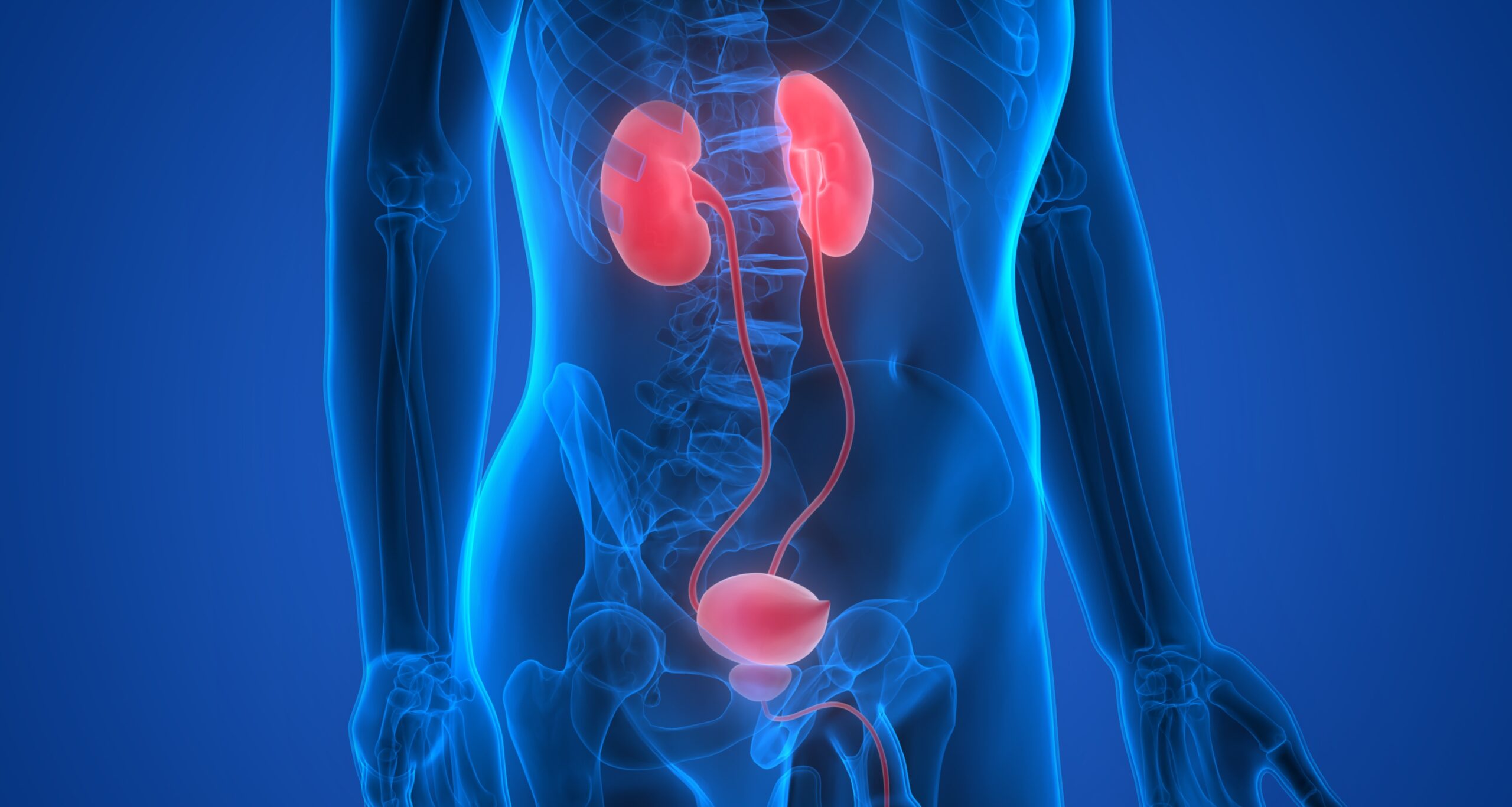 Human Body Organs (Kidneys)