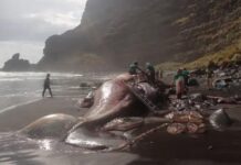 „Копајќи“ по трупот на кит , во утробата нашол богатство од 500.000 евра