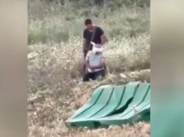 Протече снимка од израелско изживување на палестински земјоделец, додека на Израел му аплаудираат на „Газовизија 2026“.